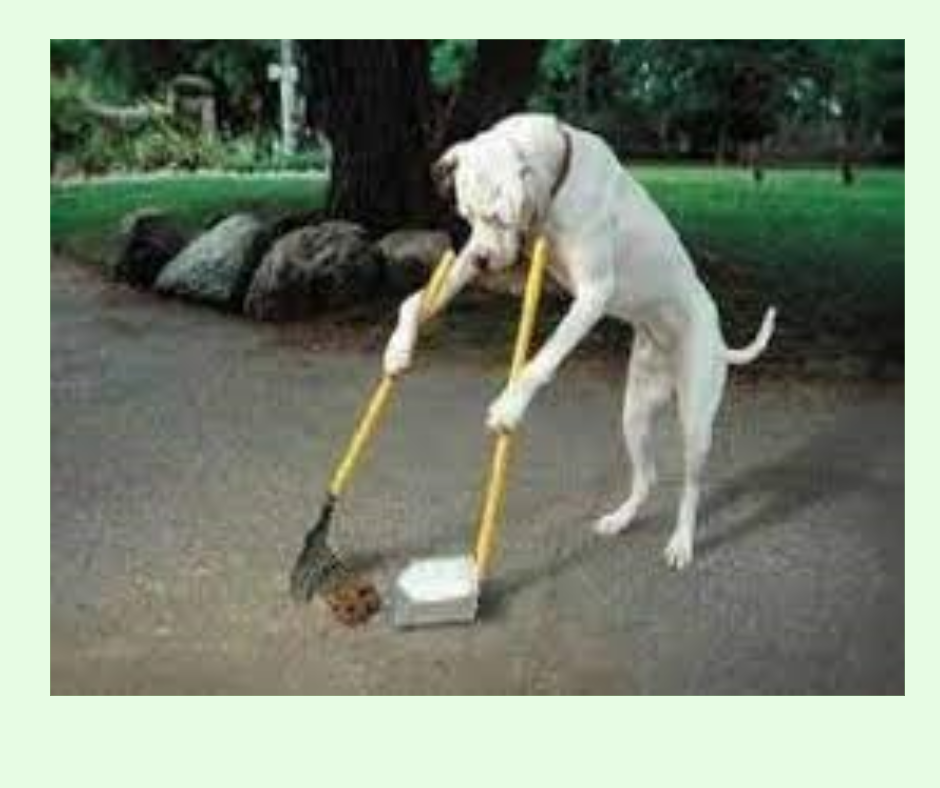 PROVVEDIMENTI PER LA TUTELA IGIENE PUBBLICA E DECORO URBANO OBBLIGO RACCOLTA DEIEZIONI CANINE - DIVIETI E PRESCRIZIONI PER I PROPRIETARI E DETENTORI A QUALSIASI TITOLO DI CANI NEI LUOGHI PUBBLICI O APERTI AL PUBBLICO